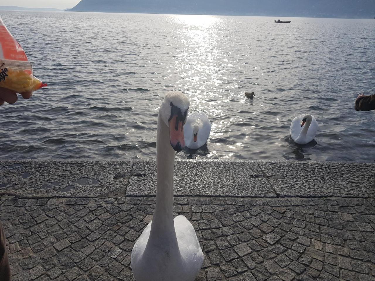 B&B Stella Maggiore Verbania Exteriör bild